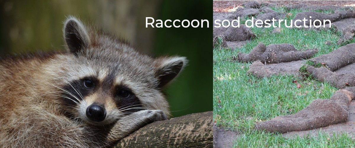 Raccoon Slider
