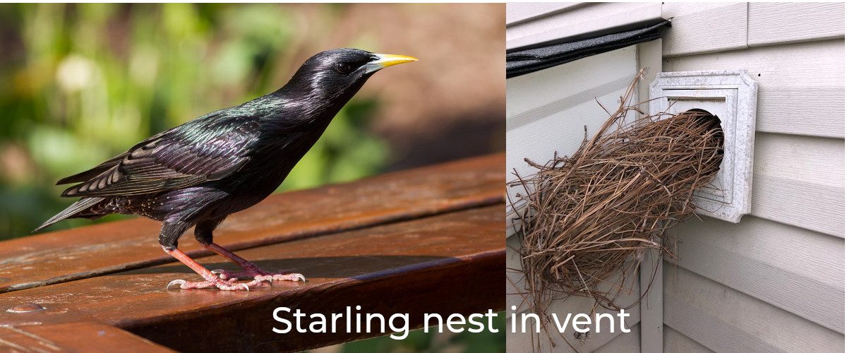 Starling Slider