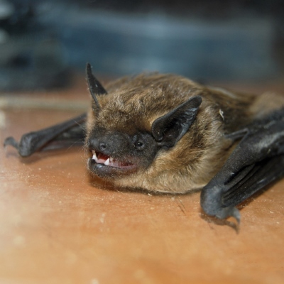 Bat