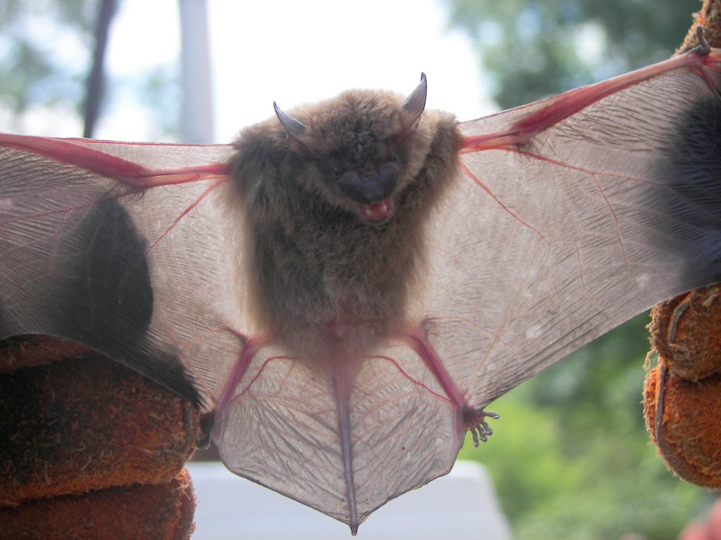Bat Scaled